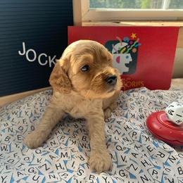 Cockapoo Puppies from Country J Canines