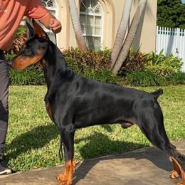 Alihandro - Doberman Pinscher