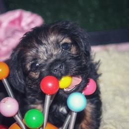 Border Terrier Puppies from Ruff n Ready Border Terriers