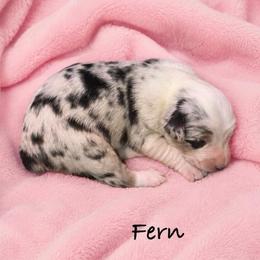 Fern - Blue merle female Australian Shepherd puppy in Howardsville, Virginia from Spectacular Aussies and Cavaliers