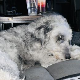 Astraea - Aussiedoodle
