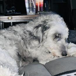 Astraea - Aussiedoodle