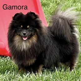 Gamora - Pomeranian