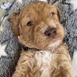 Ozzy - Apricot male Goldendoodle puppy in Gilbert, Arizona from DogHouse Doodles