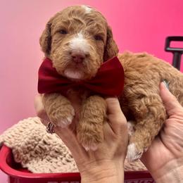 Pita - Yellow and white male Bernedoodle puppy in Macon County, North Carolina from Mountain Doodles