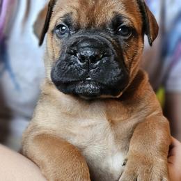 Bullmastiff Puppies from Valkyrie Bullmastiffs