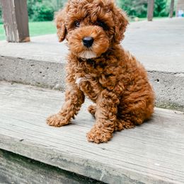 Goldendoodle and Poodle Puppies from Anytime Doodles