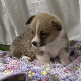 Girl 2 - Red female Pembroke Welsh Corgi puppy in Moulton, Alabama from Reed's Pembroke Corgi Welsh
