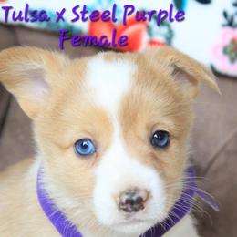 Purple Female - White and red female Pembroke Welsh Corgi puppy in Wayne City, Illinois from Lash Livestock & Corgis