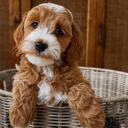 Junie - Red  female Goldendoodle puppy in Gilbert, Arizona from Doodle Bliss