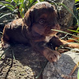 Jewel - Brown white and tan female Cockapoo puppy in Williamston, South Carolina from Sassy Bob’s Dogs