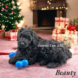 Schnoodle Puppies from Gunnie Luv, LLC