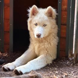 Lightning - White male Siberian Husky puppy in Everett, Washington from Addison Grove Huskies