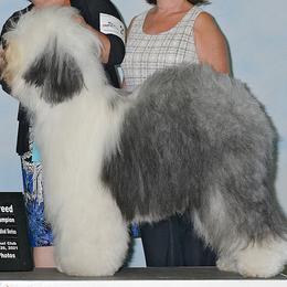 Angus - Old English Sheepdog