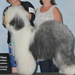 Angus - Old English Sheepdog