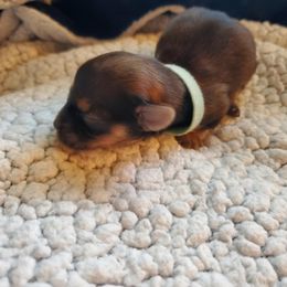 Boy 1 - male Havanese puppy in Ashtabula, Ohio from Beulah Bouviers and Hermoso Havanese