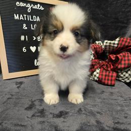 1 blue collar boy - Black and tan male Pembroke Welsh Corgi puppy in Harrisburg, Illinois from Parish Corgis