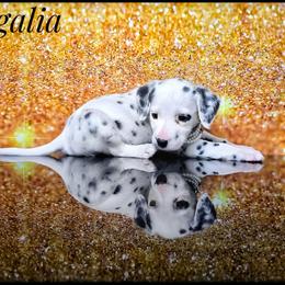 Regalia (HUA) - White and black female Dalmatian puppy in Salem, Missouri from Paradise Spots Dalmatians