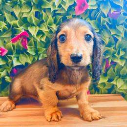 Zander 3200 - Red male Dachshund puppy in Sylvania, Alabama from Yancey’s Doxies