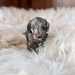 Girl 6 - Bernedoodle puppy in Yatesville, Georgia from High Hopes Doodles