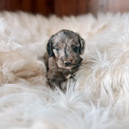 Girl 6 - Bernedoodle puppy in Yatesville, Georgia from High Hopes Doodles