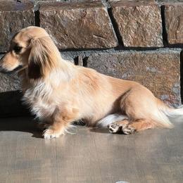 Bud - Cream male Dachshund puppy in Tulsa, Oklahoma from K4 Doxies