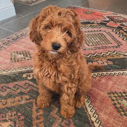 Goldendoodles from Goosehill Doodles