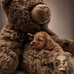 Blaze - Red male Dachshund puppy in Greenfield, Ohio from Buck Run Creek Dachshunds