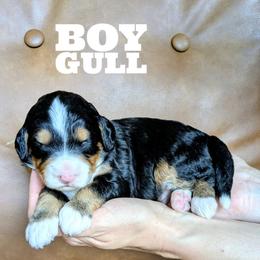 Gull - Tri-color male Bernedoodle puppy in Cambridge, Minnesota from Country Meadow Doodles