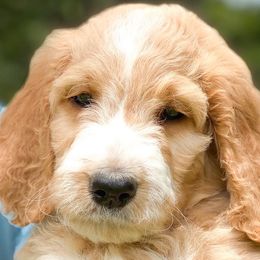 “Delphinium” - Goldendoodle puppy in Gainesville, Florida from Peace, Love, and Doodles