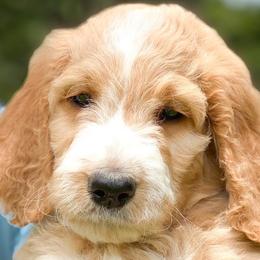 “Delphinium” - Goldendoodle puppy in Gainesville, Florida from Peace, Love, and Doodles