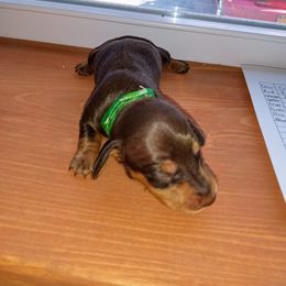 Dachshund Puppies from Muffin Meadows Doxies
