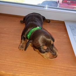Dachshund Puppies from Muffin Meadows Doxies