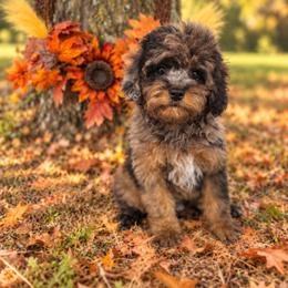 C a y m a n - male Cavapoochon puppy in Bullard, Texas from Cavapoochon Central LLC