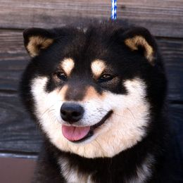 Amphisbaena - Shiba Inu