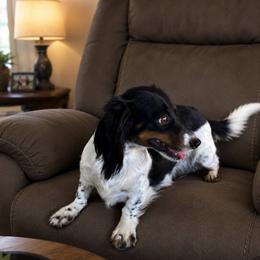 Miranda - Dachshund