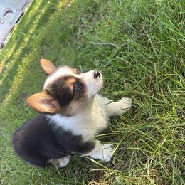 Pink - Black and tan female Pembroke Welsh Corgi puppy in Saint Paris, Ohio from Lee Farm