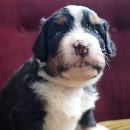 Lisette - Tri-color female Bernedoodle puppy in Folsom, Louisiana from DoodlesFarmCo