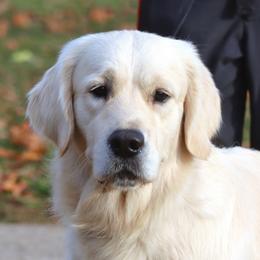 Caeser - Golden Retriever