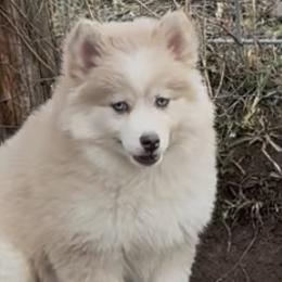 Pomskies from Wildflower Pomsky