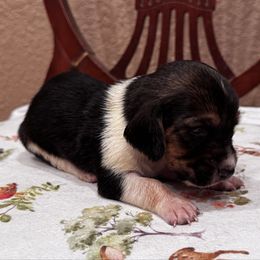 Chevy - Black white and brown male Basset Hound puppy in Inman, Nebraska from Sandhill Hounds of Nebraska