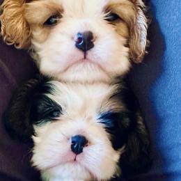 Cavalier King Charles Spaniel puppies from Woodland Cavaliers