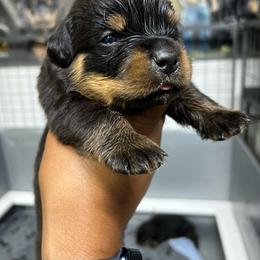 Boy 2 - Black and mahogany male Rottweiler puppy in Antioch, California from Black Diamond Excellence rottweiler kennel