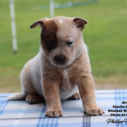 Charlie Girl 4 - Red speckled female Australian Cattle Dog puppy in Point, Texas from Lakylu Kennels