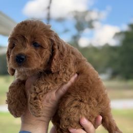 Girl 4 - Red female Cockapoo puppy in Chatom, Alabama from Troy  & Robin Bailey
