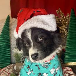 Michelangelo - Black & white male Miniature Australian Shepherd puppy in California from Eagle River Aussies