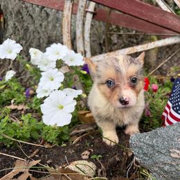 Tato - Blue merle and white male American Corgi puppy in Pioneer, Michigan from Country Corners Corgis