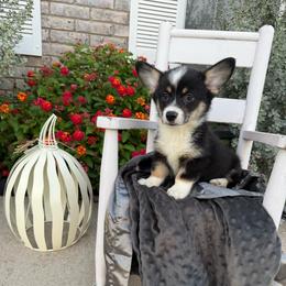 Prince - Black and tan male American Corgi puppy in Decatur, Texas from Bar S Corgis