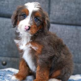 Mervyn's - Merle male Bernedoodle puppy in Dundee, Ohio from Down Home Doodle