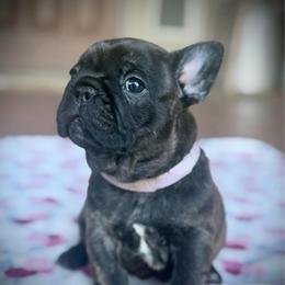Purple (Muffin) - Brindle female French Bulldog puppy in Rochester, Washington from Frenchie Bulldog Kisses